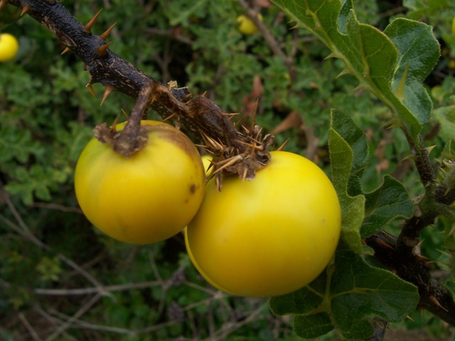 Solanum linnaeanum (=Solanum sodomaeum) / Pomo di Sodoma